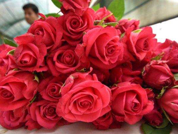 जानें किस तरह से गुलाब के फूल हमारे जीवन में लाभकारी हैं
