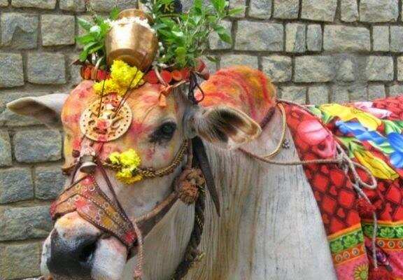 Gopashtami vrat: कब मनाई जाएगी गोपाष्टमी, जानिए गायों की पूजा का महत्व