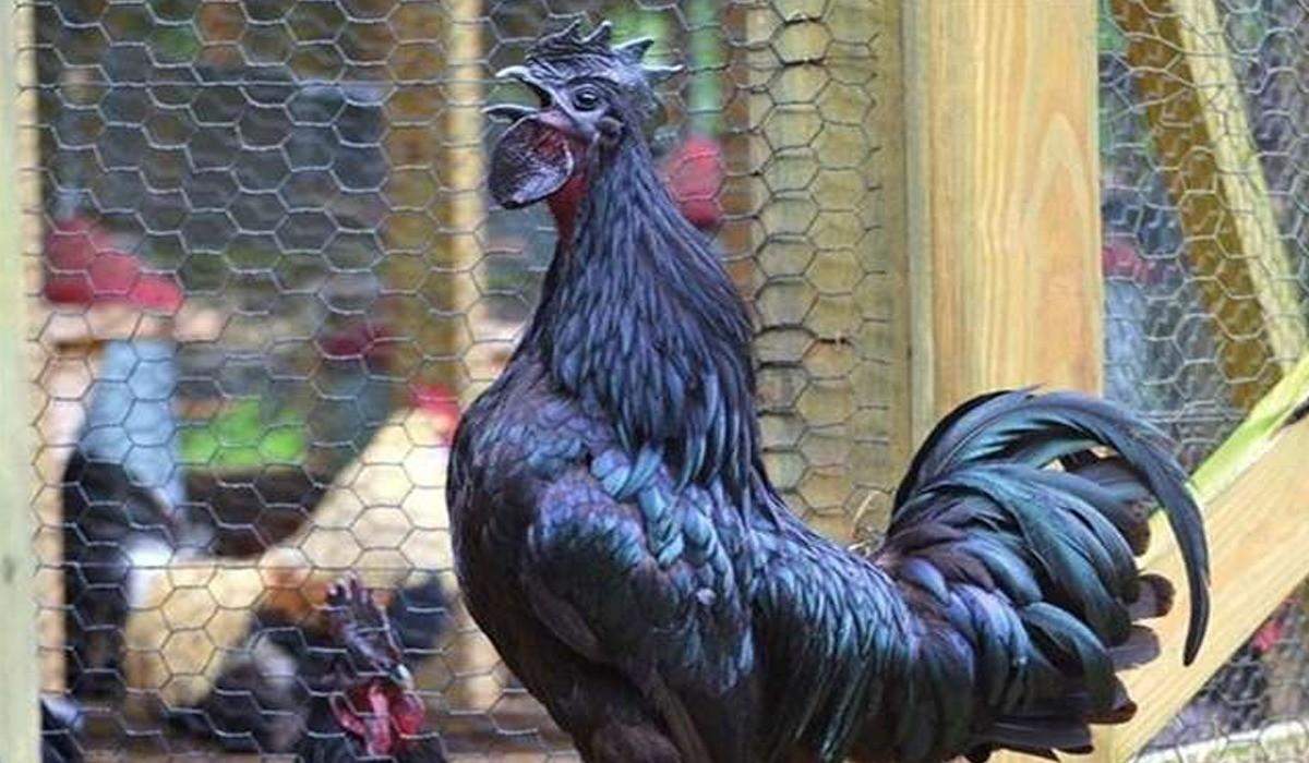 रोग प्रतिरोधक क्षमता बढ़ाने में सक्षम मप्र के Kadnath chicken की मांग बढ़ी
