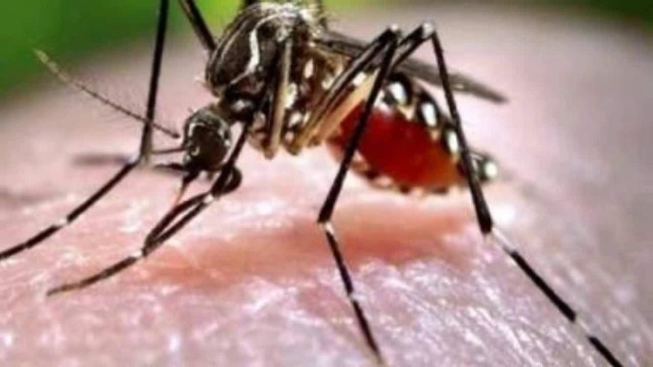 बदलते मौसम में मच्छर के कारण फैल रही है यह गंभीर जानलेवा बीमारी, बचाव में ही है समझदारी