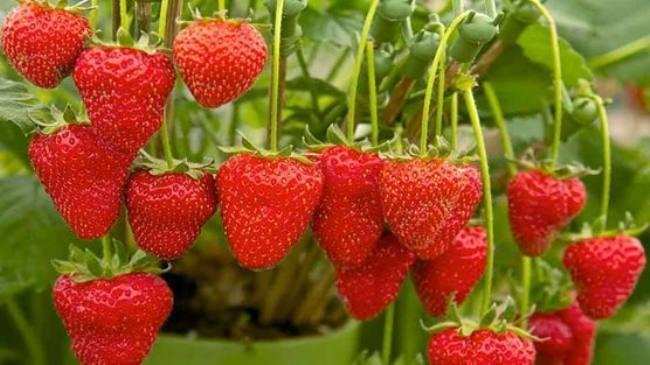 Jharkhand : अब स्ट्रॉबेरी की खेती में किसान आजमा रहे हाथ, बढ़ रही आमदनी