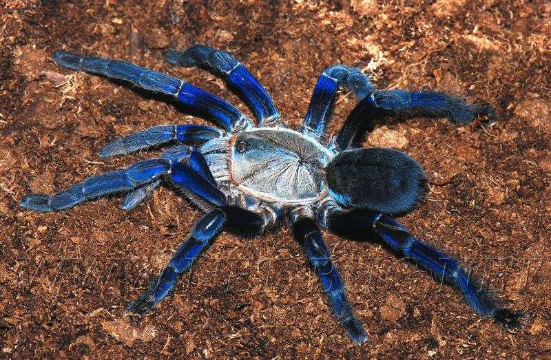 नीली-काली रंग की खोजी गई मकड़ी की नई प्रजाति