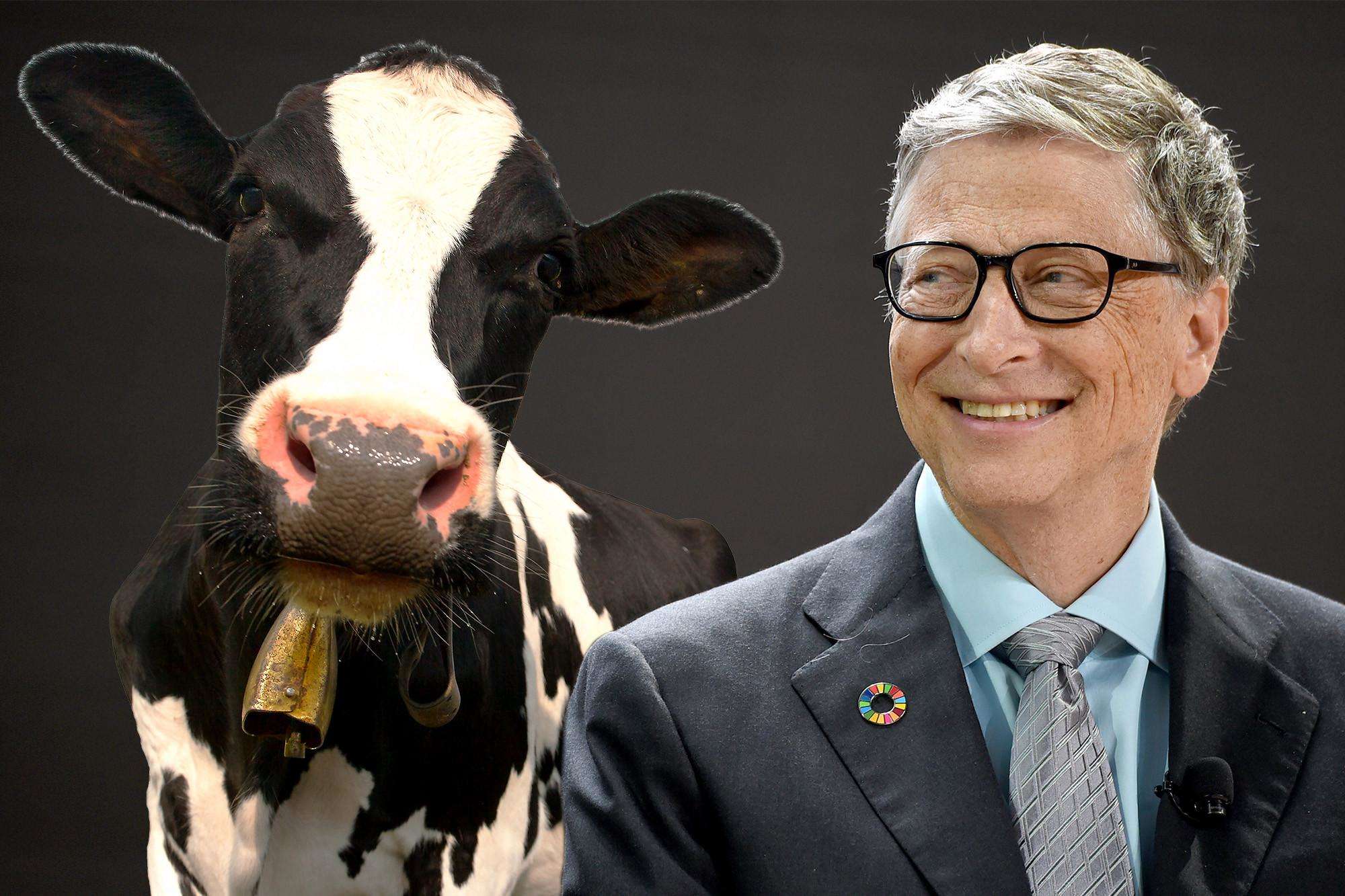 तो इस सुपर गाय पर दुनिया के सबसे अमीर इंसान ने 40 मिलियन डॉलर किये खर्च
