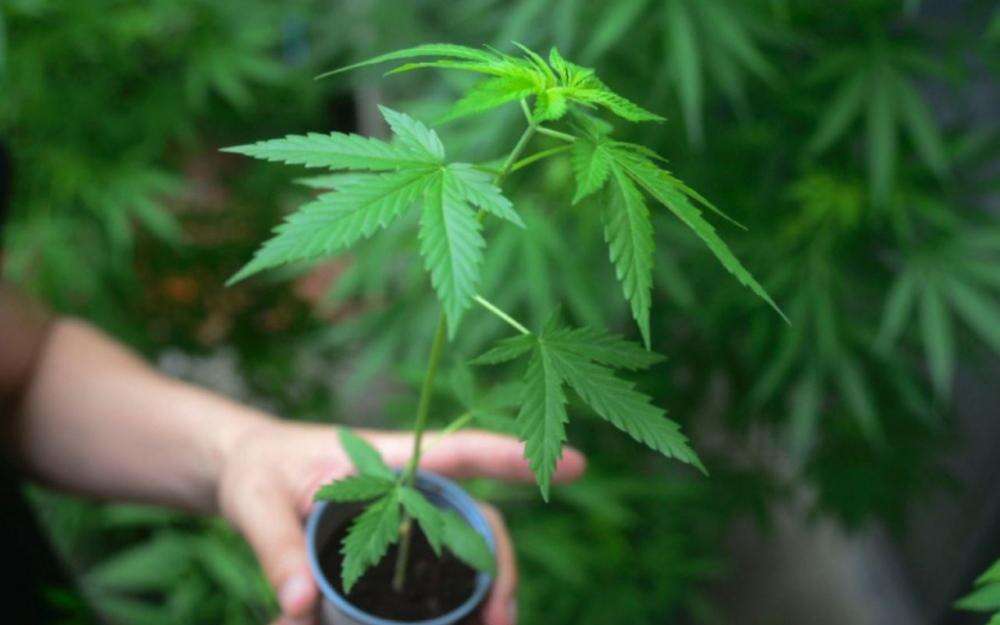 जाने गांजा का तेल इस्तेमाल करने से सेहत को होने वाले फायदे