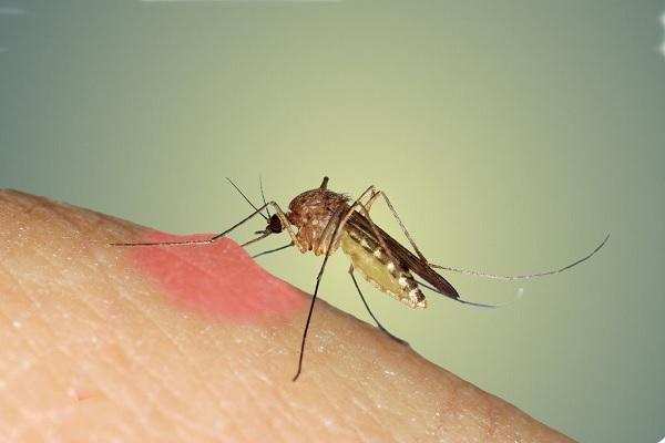 डेंगू औऱ मलेरिया के अलावा मच्छरों के काटने से होती हैं ये बीमारियां, जानें इनके बारे में