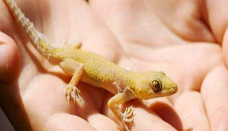 यदि आपके घर में छिपकली का वास हैं तो हो सकती हैं गंभीर बीमारी,घरेलू उपचारों से छुटकारा पाएं,जानें