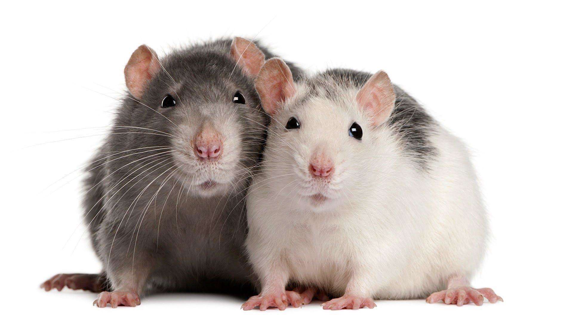 वैज्ञानिकों ने चूहे में विकसित किया गया इंसानी दिमाग, जानिये