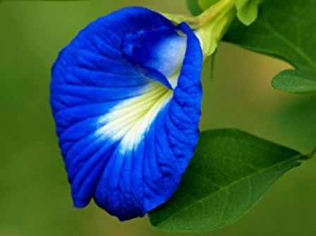 शनिवार को नीले लाजवंती का फूल जेब में रखेंगे तो सफलता मिलने के बढ़ जायेंगे चांस