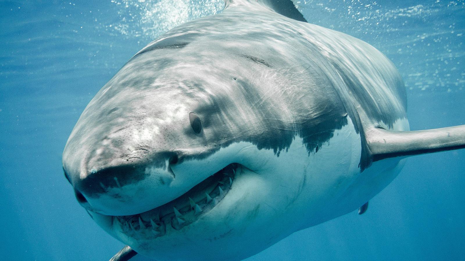 जानिए शार्क की कुछ भयानक और दिलचस्प बाते