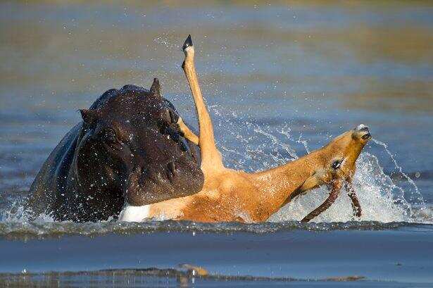 क्या दरियाई घोड़े अपनी ही प्रजाति के जीव को खा जाते है? जानिये