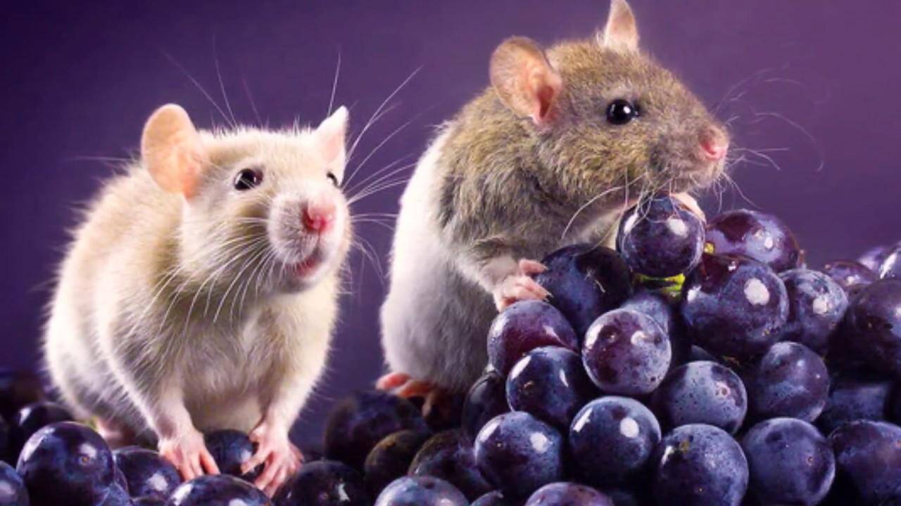 एक चूहे ने करवाया था गणेश जी का विवाह, जानिए पूरी कहानी यहां