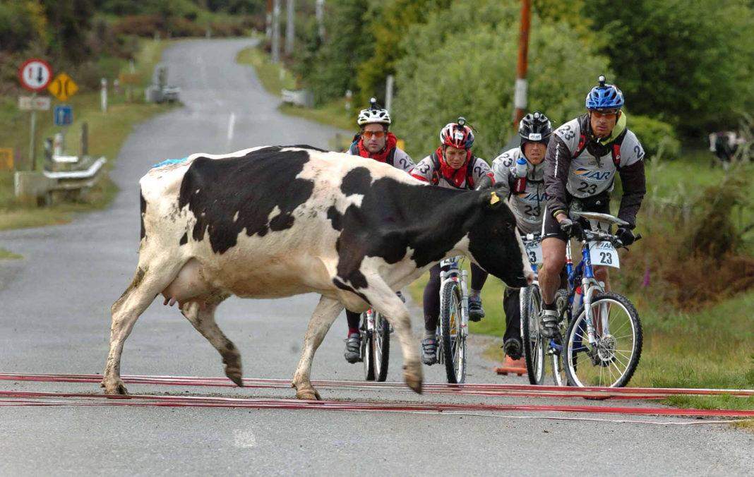 रोड़ पर वाहनों का गायों से टकराना होगा कम, वैज्ञानिकों ने खोजी तकनीक