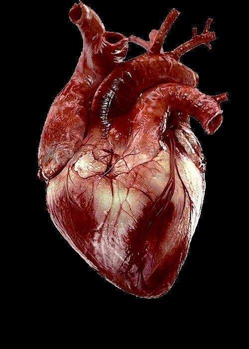 वैज्ञानिकों का अदभुत कारनामा 3D दिल से होगी इलाज कि राह आसान