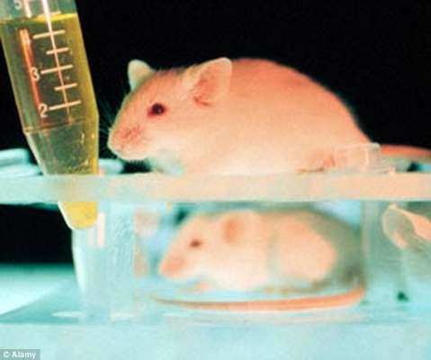 वैज्ञानिकों ने चूहे में विकसित किया गया इंसानी दिमाग, जानिये