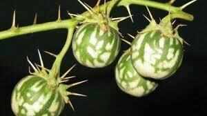 जानिए कटेरी के फायदे, ये कई बीमारियों से बचा सकता है आपको