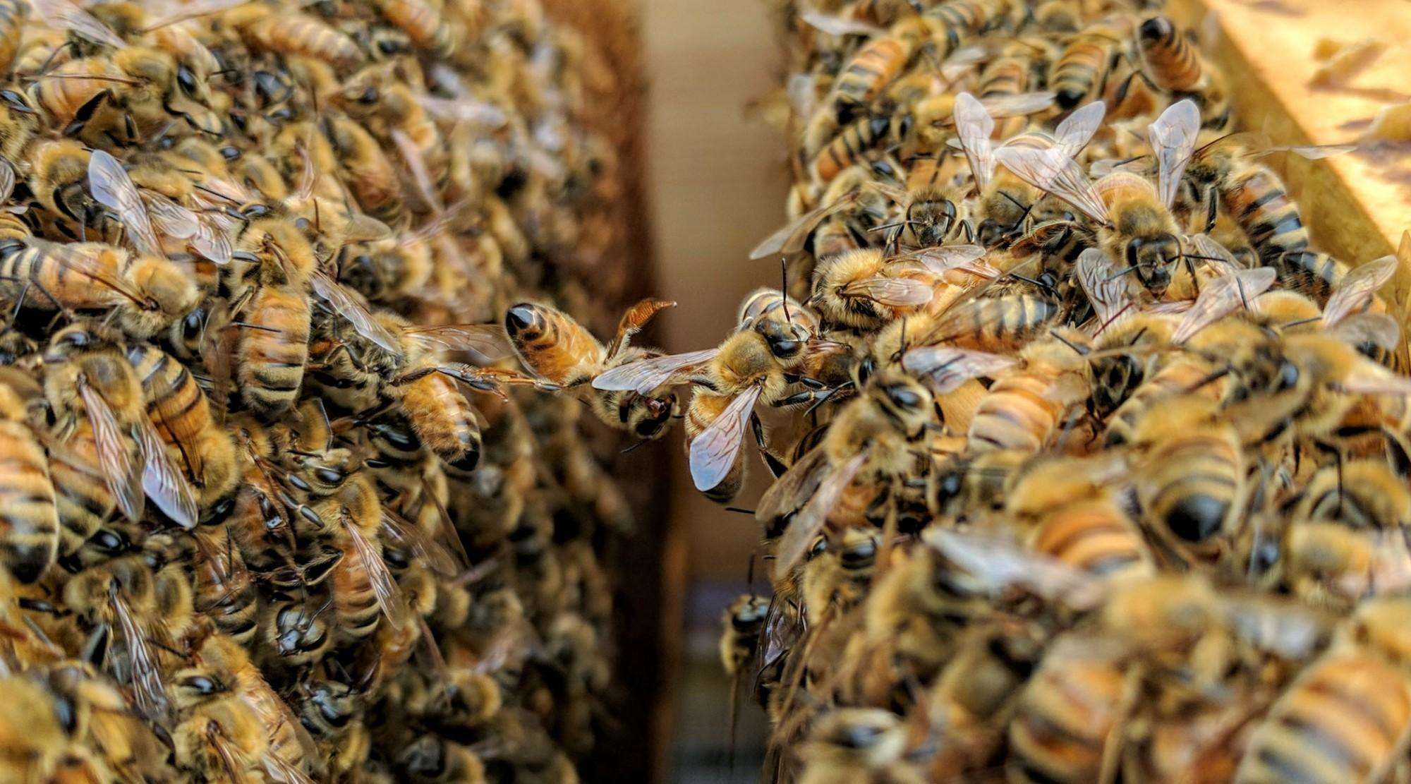 मधुमक्खी का जहर दिलाएगा फेफड़ों की बीमारी से निजात