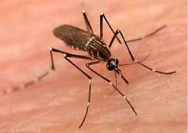 भारतीय वैज्ञानिकों ने खोजा निकाला डेंगू का इलाज, जानिये