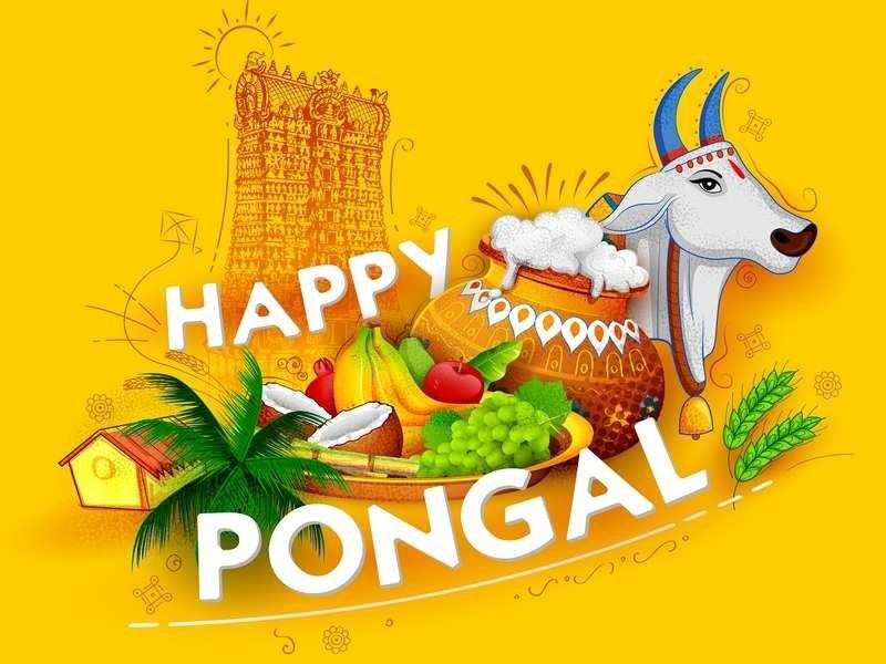 pongal 2022 know why pongal festival is celebrated and how it is celebrated 