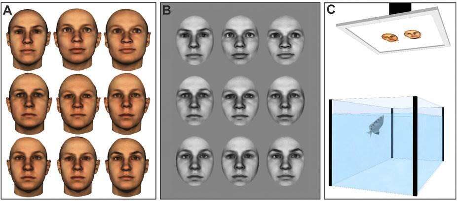 जानिए कैसे एक मछली कर लेती है इंसानी चेहरों की पहचान!