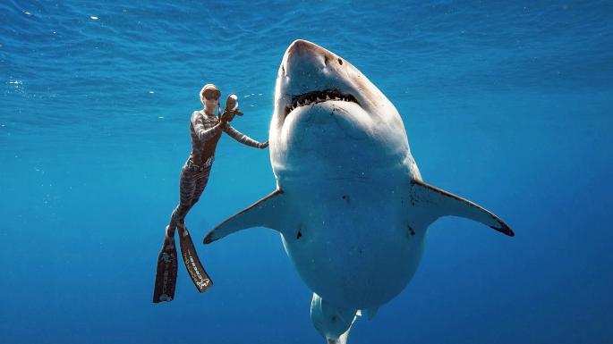 जानिए शार्क की कुछ भयानक और दिलचस्प बाते