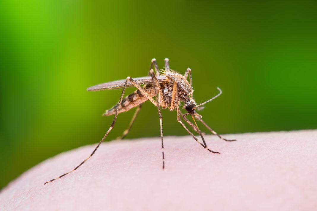 बिना बुखार भी दे सकता है डेंगू आपके शरीर में दस्तख नहीं लें हल्के में