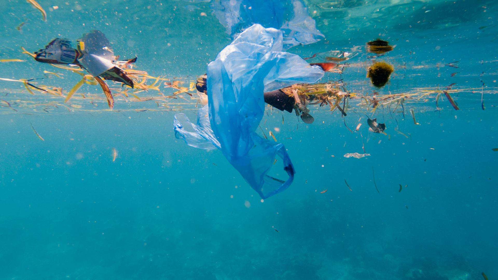 सबसे गहरे समुद्री जीव में भी पाये जाते है प्लास्टिक के कण