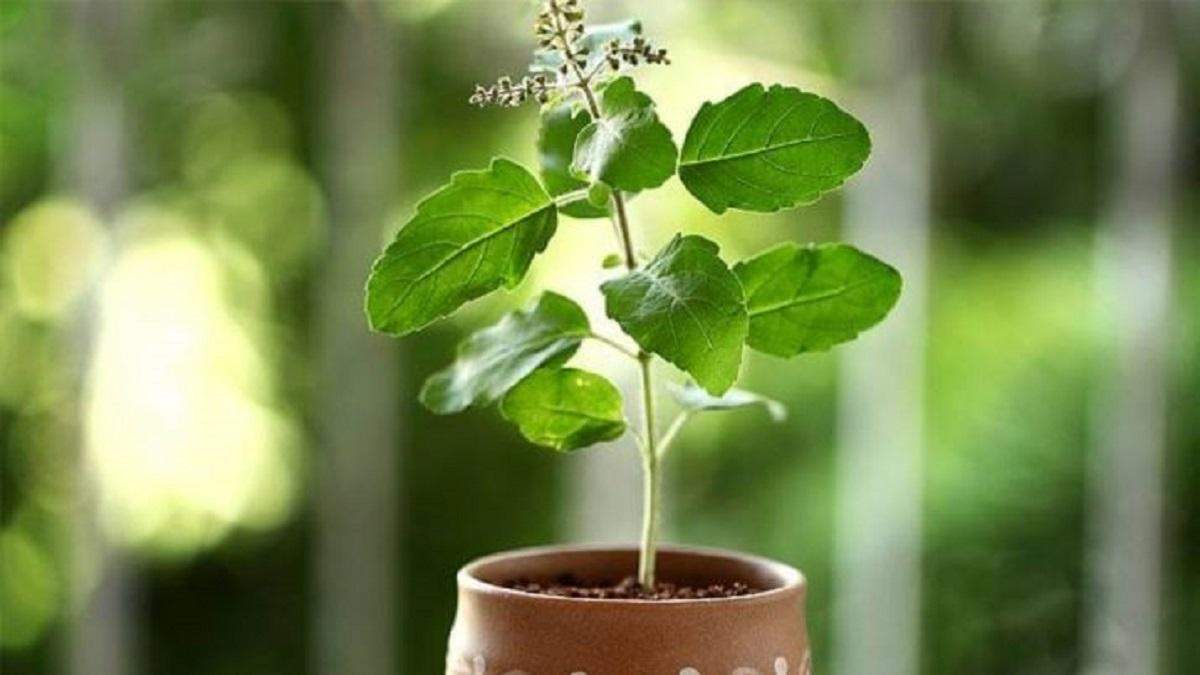 Vastu tips: घर में चाहते हैं सुख शांति तो जरूर लगाएं ये पौधे