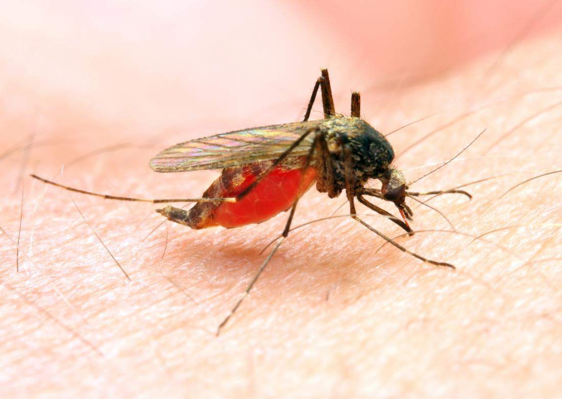 जीका वायरस भी डरता है पूर्व डेंगू के मरीज से 