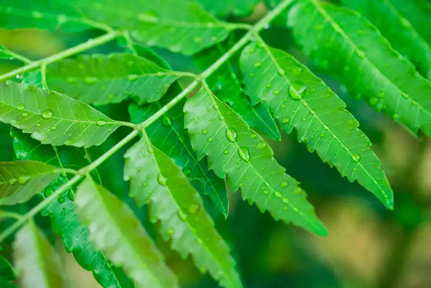 Vastu tips for neem tree