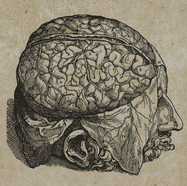 तो मानव द्वारा निर्मित मानव मस्तिष्क किस प्रकार होता है  विकसित