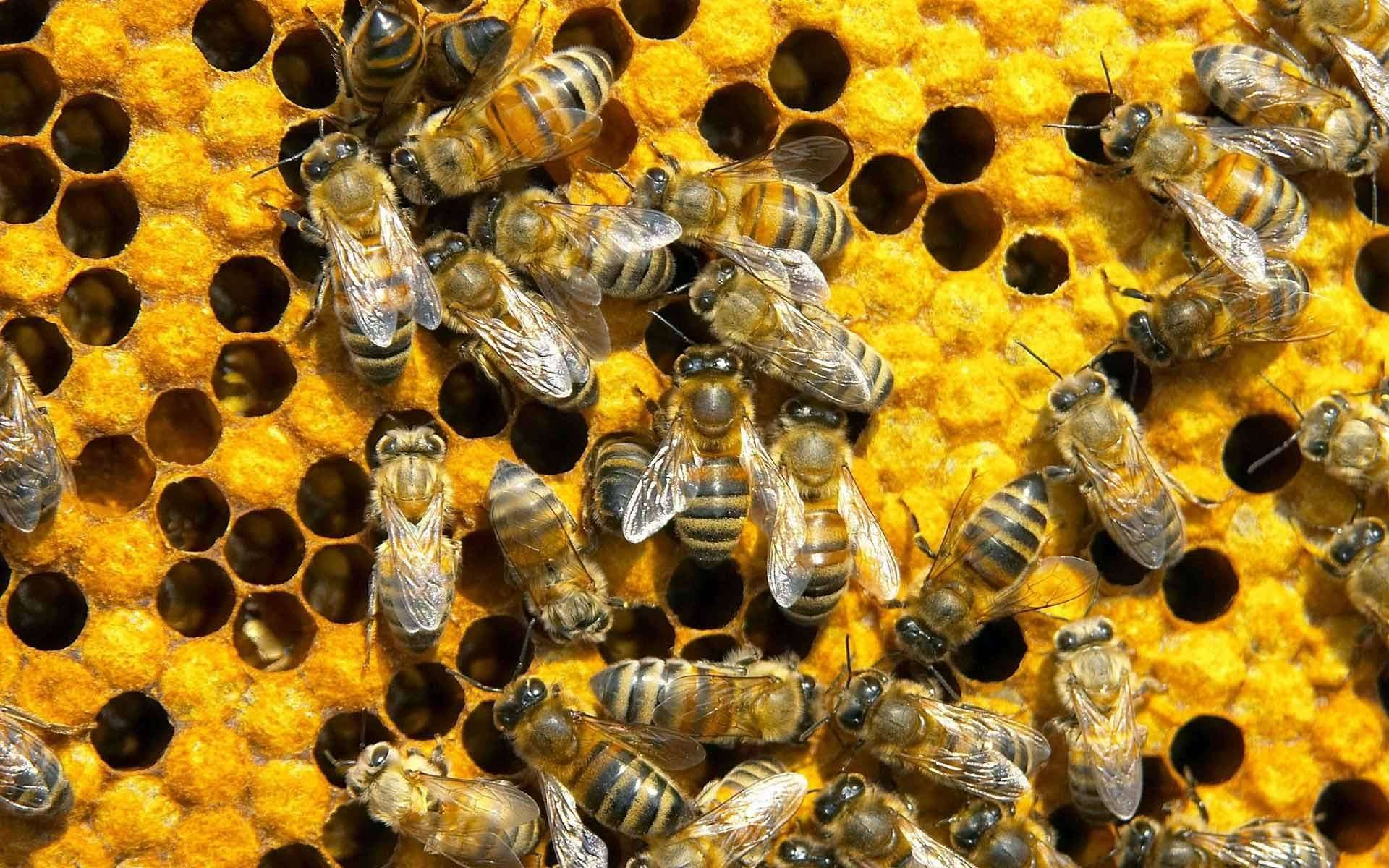 जब एक साथ 400 मधुमक्खियां मरी हुई मिली, जानिए क्या था इसके पीछे का कारण?