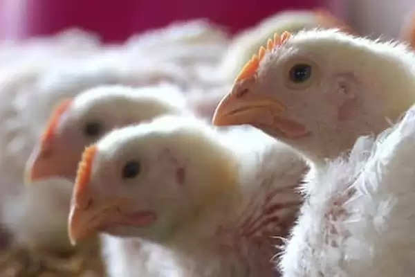 bird flu के नये स्ट्रेन की पहले ही हो चुकी पहचान: पशुपालन आयुक्त