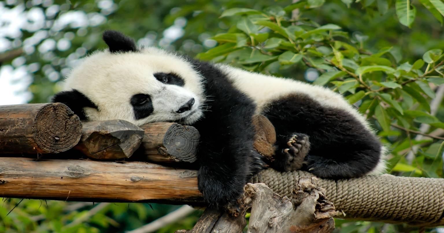 पांडा इतने अजीब क्यों होते हैं?