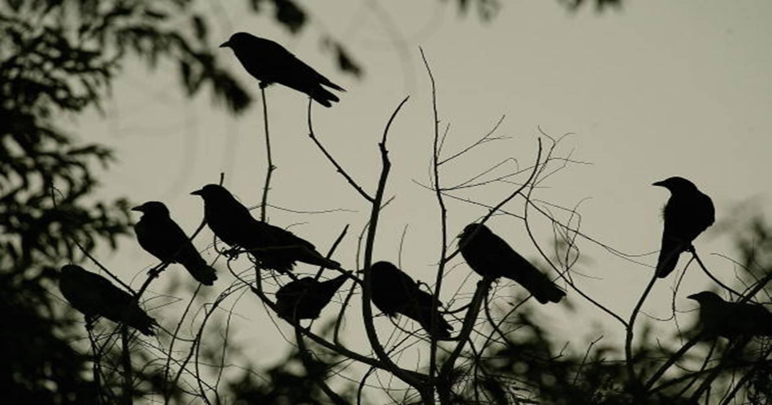 जानिए आखिर क्यों है यह पेड़ इतना भूखा…जो खा जाता है उड़ते हुए पक्षियों को!