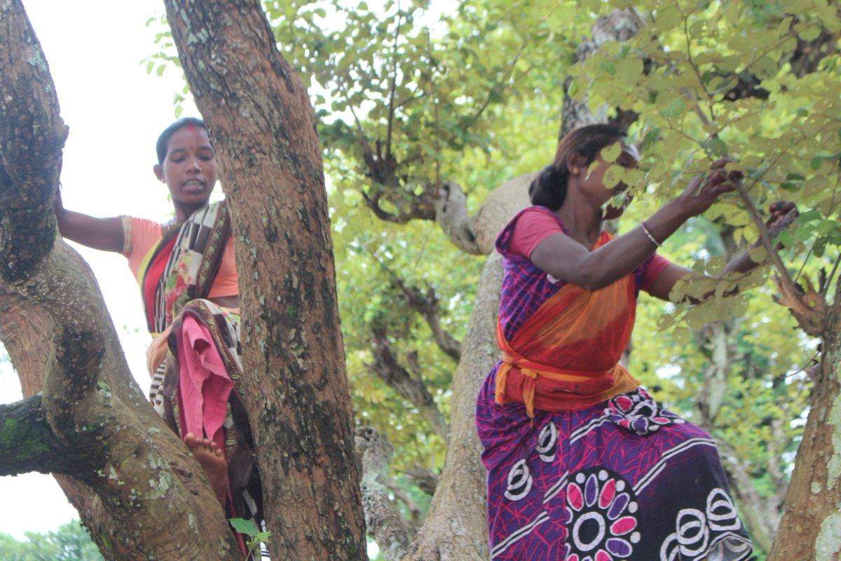 झारखंड : रेशम की खेती से महिलाओं में लौट रही है आत्मनिर्भरता की चमक