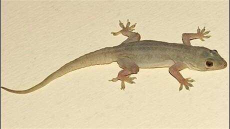 यदि आपके घर में छिपकली का वास हैं तो हो सकती हैं गंभीर बीमारी,घरेलू उपचारों से छुटकारा पाएं,जानें