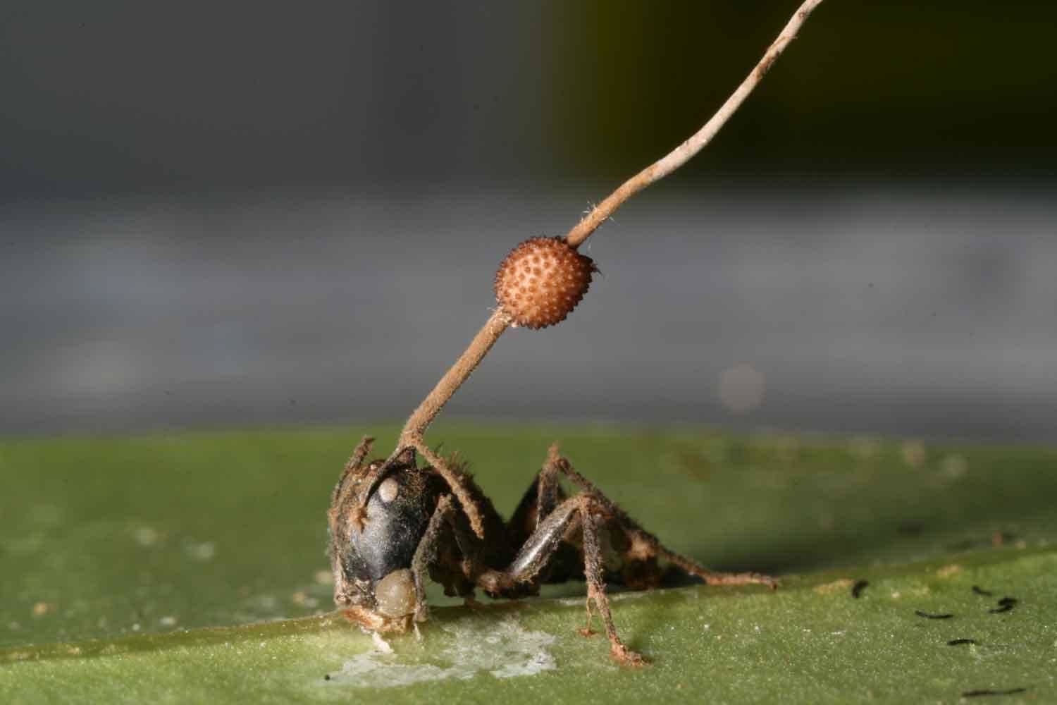 तो ये ज़ोंबी फंगस चींटियों को धोखा देकर बनाता है अपना शिकार