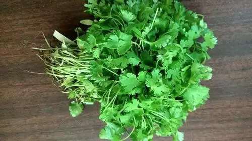 coriander leaves:धनिया पत्ती के कुछ खास फायदे,आपको पता होना चाहिए