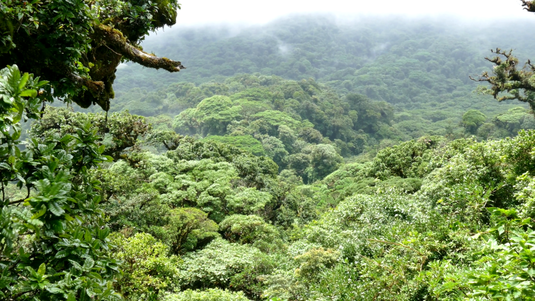 क्या आप जानते हो कैनोपी क्या होता है
