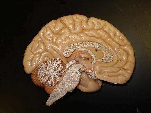 तो इस तरह से मानव का मस्तिष्क होता है लैब में तैयार