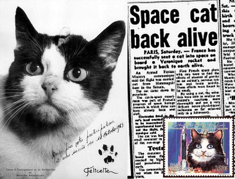 18 अक्टूबर को अंतरिक्ष में  पहली बिल्ली गई