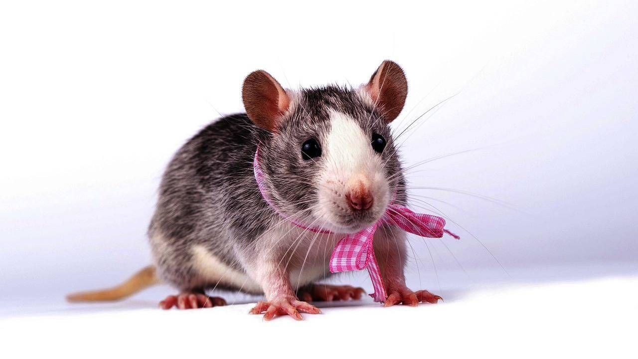 चूहों की भी होती हैं अपनी बॉडी लैंग्वेज, नये शोध से पता चला है