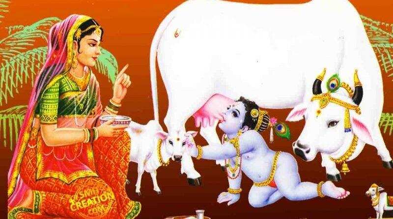 Gopashtami vrat: कब मनाई जाएगी गोपाष्टमी, जानिए गायों की पूजा का महत्व