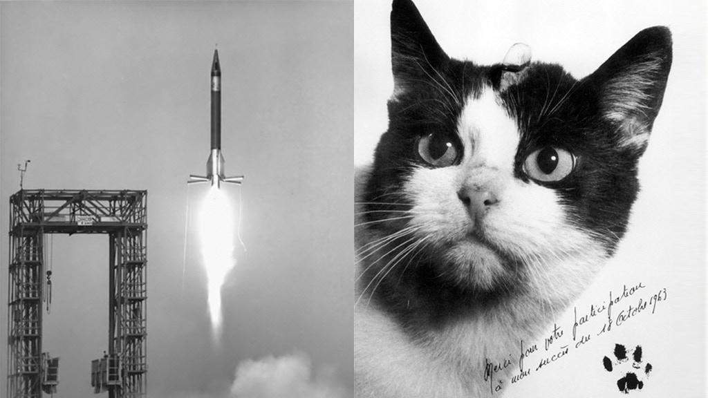 18 अक्टूबर को अंतरिक्ष में  पहली बिल्ली गई