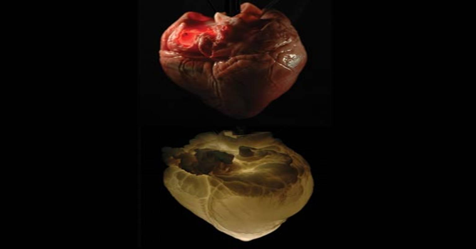 वैज्ञानिकों के दिमाग में उपजा अब तक का सबसे अजीब उपाय, बनाया एक कृत्रिम दिल…जिसका नाम है “भूत दिल”!