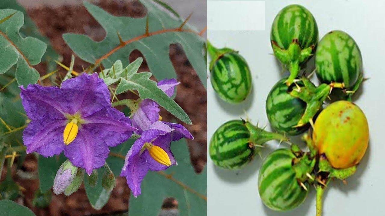 जानिए कटेरी के फायदे, ये कई बीमारियों से बचा सकता है आपको