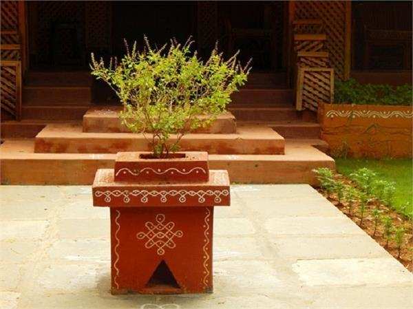 वास्तुशास्त्र: तुलसी का पौधा घर लाता है सुख समृद्धि, मगर भूलकर भी न लगाएं ये पौधे