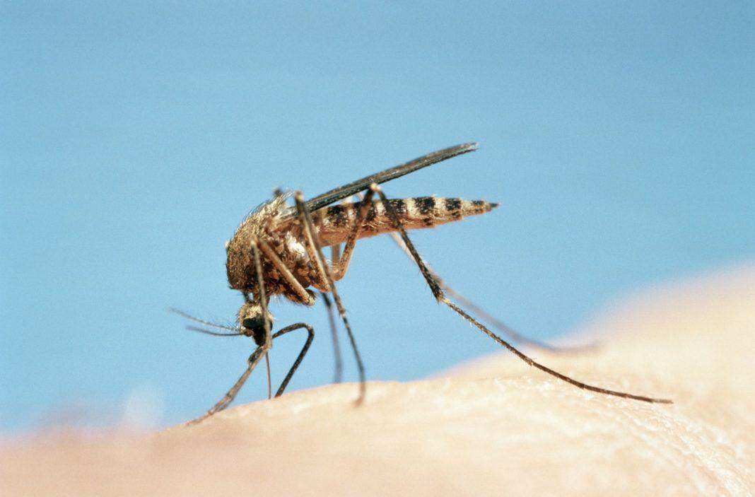 बिना बुखार भी दे सकता है डेंगू आपके शरीर में दस्तख नहीं लें हल्के में