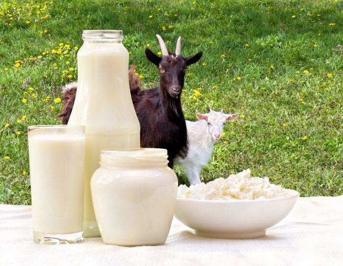 बकरी के दूध के इतने फायदे, RMIT ने माना इसके लाभों को