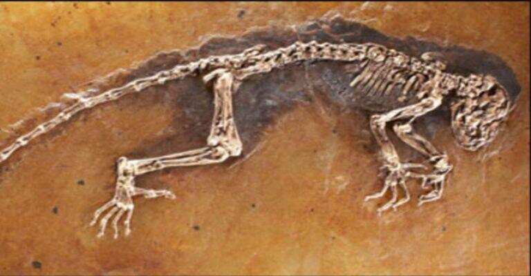 जीवाश्म क्या हैं और वे कैसे बनते हैं,जानें